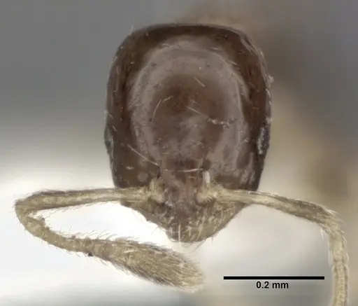 Monomorium floricola - CASENT0246068