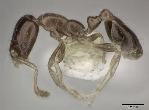 Monomorium floricola - CASENT0246068