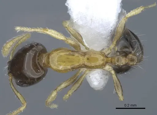 Monomorium floricola - CASENT0248782