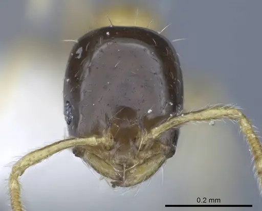 Monomorium floricola - CASENT0248782
