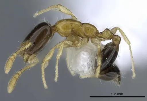 Monomorium floricola - CASENT0248782