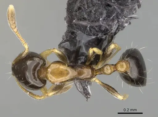 Monomorium floricola - CASENT0318491