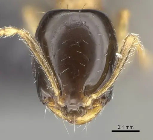 Monomorium floricola - CASENT0318491