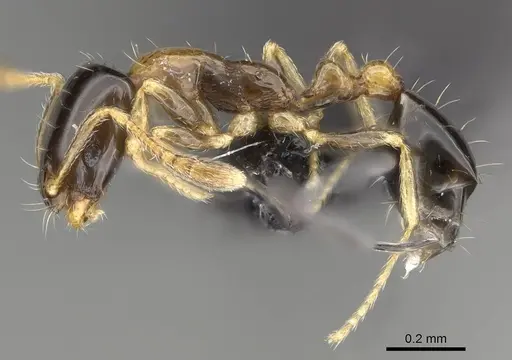 Monomorium floricola - CASENT0318491