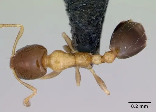 Monomorium floricola - CASENT0481871