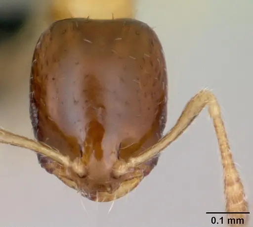 Monomorium floricola - CASENT0481871