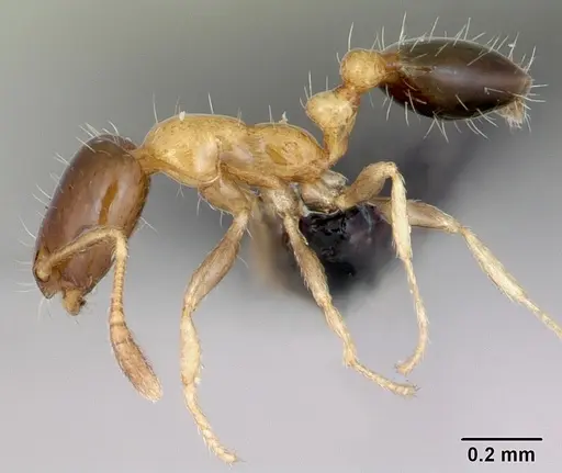Monomorium floricola - CASENT0481871
