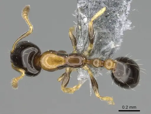 Monomorium floricola - CASENT0729180