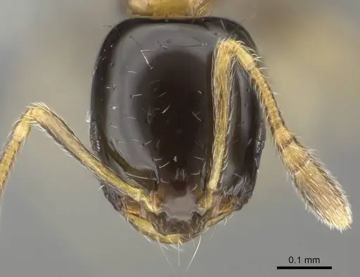 Monomorium floricola - CASENT0729180