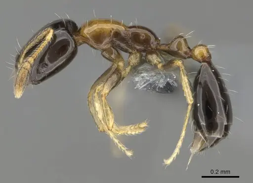 Monomorium floricola - CASENT0729180