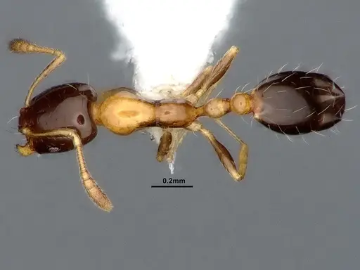 Monomorium floricola - CASENT0884408