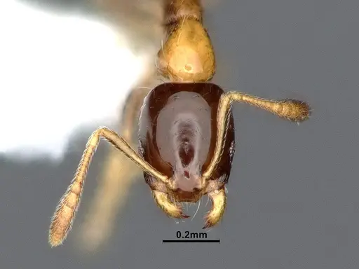 Monomorium floricola - CASENT0884408