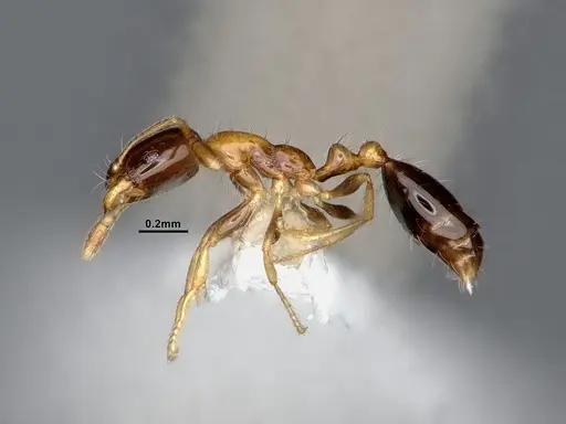 Monomorium floricola - CASENT0884408