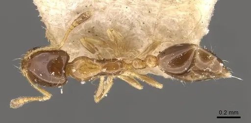 Monomorium floricola - CASENT0908698