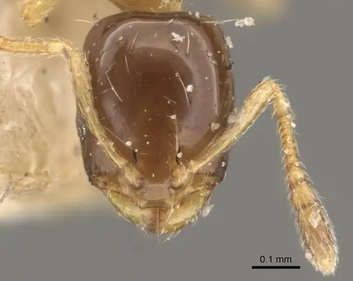 Monomorium floricola - CASENT0908698