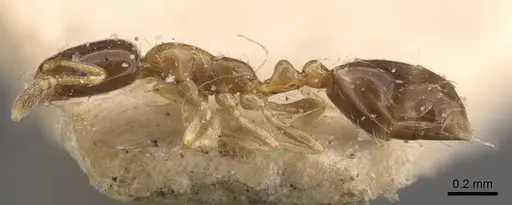 Monomorium floricola - CASENT0908698