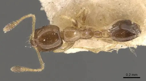 Monomorium floricola - CASENT0908699