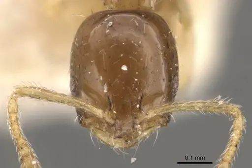 Monomorium floricola - CASENT0908699