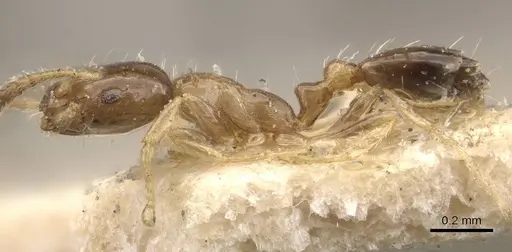 Monomorium floricola - CASENT0908699