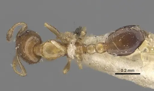 Monomorium floricola - CASENT0916008