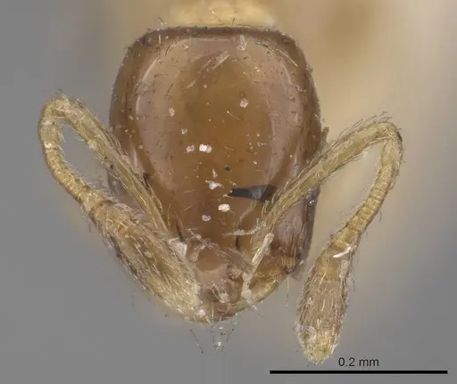 Monomorium floricola - CASENT0916008