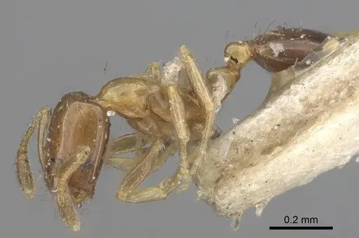 Monomorium floricola - CASENT0916008