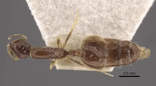 Monomorium floricola - CASENT0917813