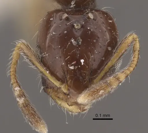 Monomorium floricola - CASENT0917813
