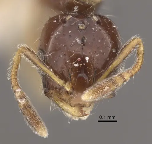 Monomorium floricola - CASENT0917813