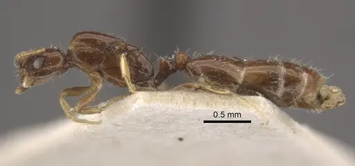 Monomorium floricola - CASENT0917813