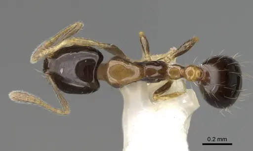 Monomorium floricola - CASENT0919904