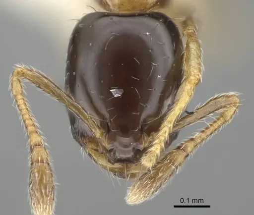 Monomorium floricola - CASENT0919904