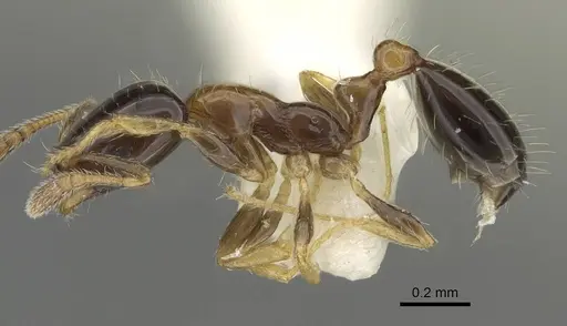 Monomorium floricola - CASENT0919904