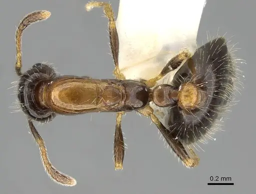 Monomorium floricola - CASENT0919905