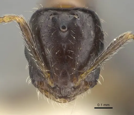 Monomorium floricola - CASENT0919905