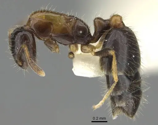 Monomorium floricola - CASENT0919905