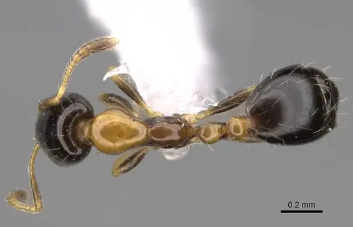 Monomorium floricola - CASENT0922876