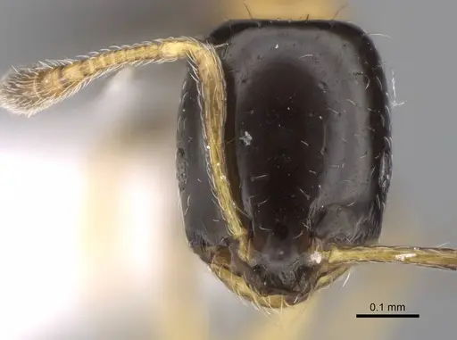 Monomorium floricola - CASENT0922876