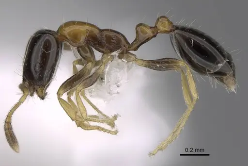 Monomorium floricola - CASENT0922876