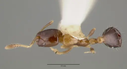 Monomorium floricola - CASTYPE06928