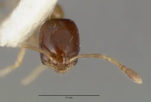 Monomorium floricola - CASTYPE06928