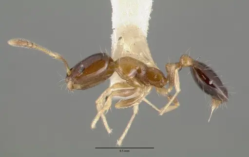 Monomorium floricola - CASTYPE06928