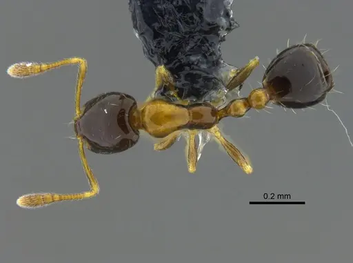 Monomorium floricola - CBUMAGENT41959