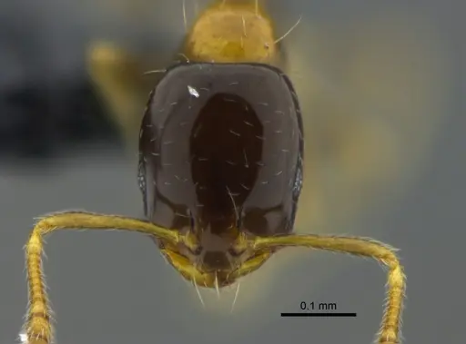 Monomorium floricola - CBUMAGENT41959