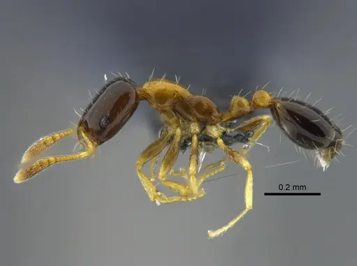 Monomorium floricola - CBUMAGENT41959