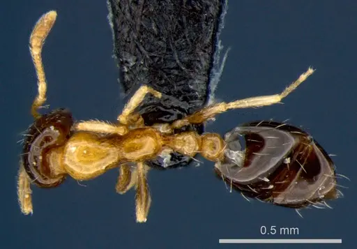 Monomorium floricola - CSIRONC0180