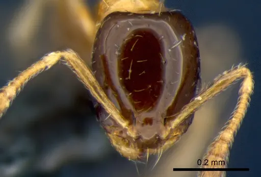 Monomorium floricola - CSIRONC0180