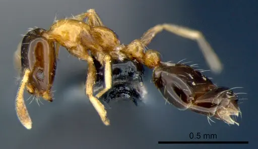 Monomorium floricola - CSIRONC0180