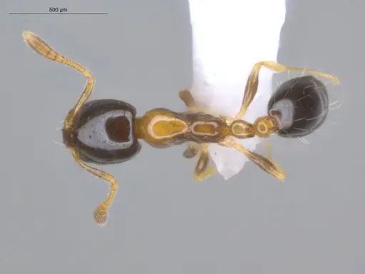 Monomorium floricola - ECOFOG-BUG-0295-03