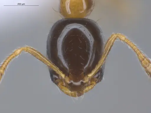 Monomorium floricola - ECOFOG-BUG-0295-03